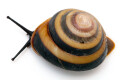 Caracolus sagemon Gran Piedra, Santiago de Cuba, Cuba mountain form adult, 35mm